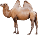 06016pyu-91cc-132x121.png