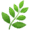 🌿