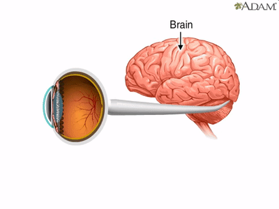 How the Eye Works Animation - How Do We See Video - Nearsighted & Farsighted Human Eye Anatomy on Make a GIF