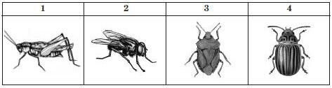 https://zno.osvita.ua/doc/images/znotest/21/2158/bio-2011_18_2158.jpg