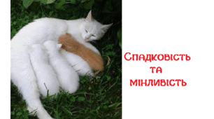 Спадковість та мінливість
