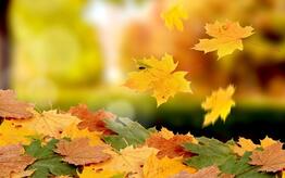 06017f0l-2f73-262x164.jpg