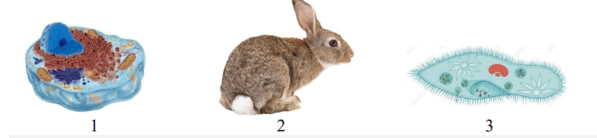 06017kit-2d1f-597x138.png