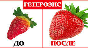 Явище гетерозису та його генетичні основи