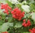 06017ofs-698c-121x112.png