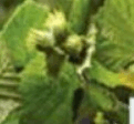 06017ofz-6f22-121x112.png
