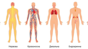 Діагностувальна робота " Пізнаємо організм людини у середовищі його існування"