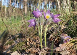 Сон розкритий Pulsatilla patens (L.) Mill.