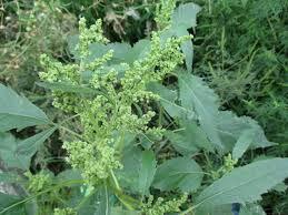 Чорнощир звичайний (Cyclachaena xanthiifolia)