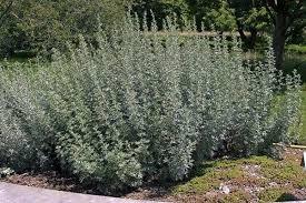 Полин звичайний (Artemisia vulgaris L.) та полин гіркий (Artemisia absinthium L.). | AGROScience.COM.UA