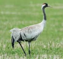Журавель сірий - eBird