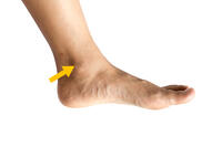 ANKLE | English meaning - Cambridge Dictionary