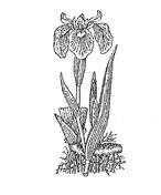 060182yy-27f9-146x176.jpg
