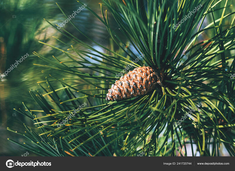060183bl-502c-800x584.jpg