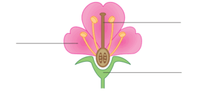 060183zd-d298-297x134.png