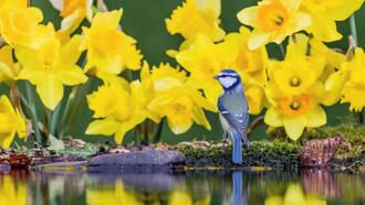 A blue tit amongst daffodils on St David's Day in Wales, UK - Bing Gallery