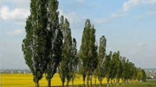 Інтерактивна картка до уроку українознавства у 5 класі "Народні символи України: рослини і птахи"