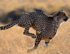 06018fyi-b895-240x186.png
