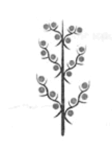 06018lad-54ca-161x214.png