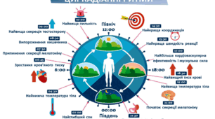 Яке значення мають біологічні ритми організму людини?