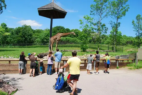 Giraffe в Торонто — стокове фото