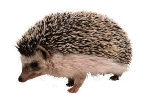06018ss8-0eb2-481x332.png