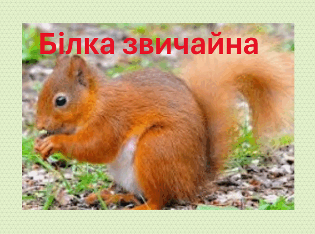 06018vi6-64f1-645x481.png