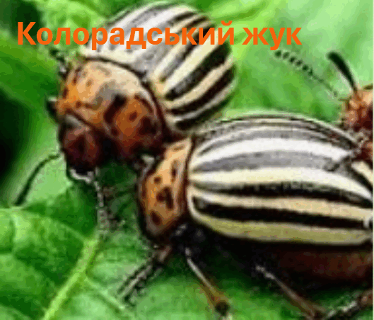 06018vi8-cf8f-529x452.png