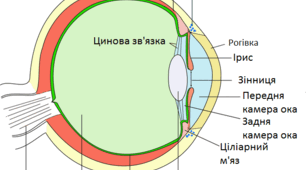 Анатомія органів чуття