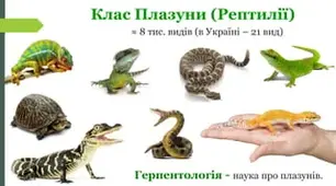 Клас Плазуни або  Рептилії