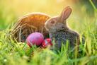 Woher kommt der Osterhase?