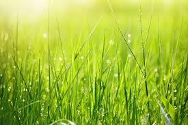 About Grass
