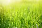 About Grass