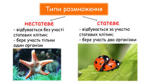 Розмноження.Форми розмноження тварин.