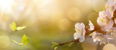 06019a0o-8baf-391x169.jpg