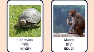 Китайська мова | Дикі тварини