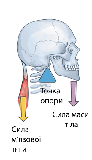 06019ey4-6619-310x538.png