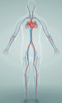 06019gdn-d682-218x360.png