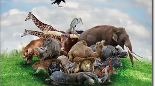 Die Tiere (5 klasse)