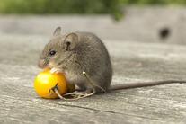 Maus - Tier-Steckbrief - für Kinder & Schule