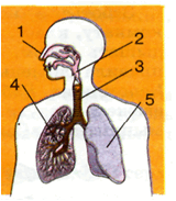06019pqk-08b2-160x183.png