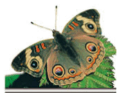 06019ssr-0cea-169x135.png