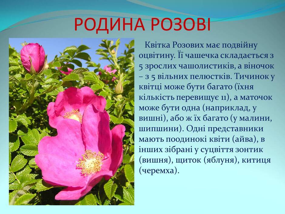 БЛОГ ВЧИТЕЛЯ БІОЛОГІЇ УСЕНКО ІРИНИ СЕРГІЇВНИ: Родина Розові (матеріали для учнів 6 класу під час карантину)