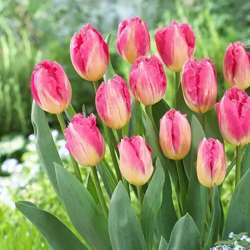 06019whn-2d6e-500x500.webp