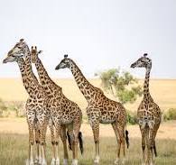 Flock of giraffes right facing a group of lions in the savannah of...