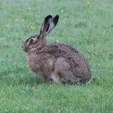 Заєць сірий - факти, дієта, ареал і фотографії на Animalia.bio