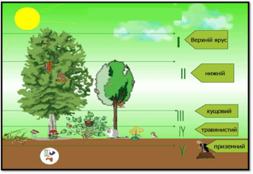 06019yeq-e029-363x250.png