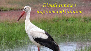 Білий птах з чорною відзнакою