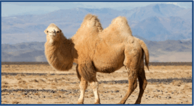 06019yjl-95e8-283x155.png