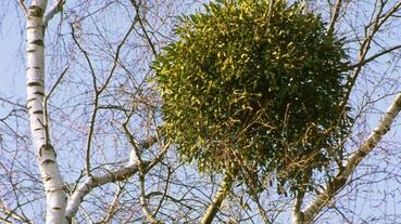0601a11f-5c76-369x207.jpg